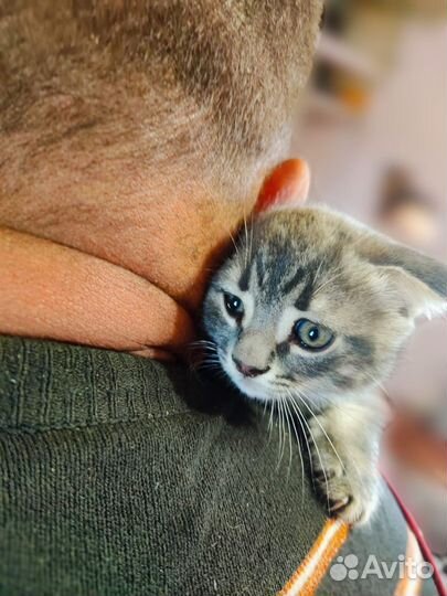 Отдам в добрые руки