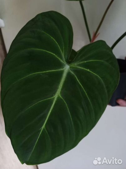 Филодендрон Глориозум