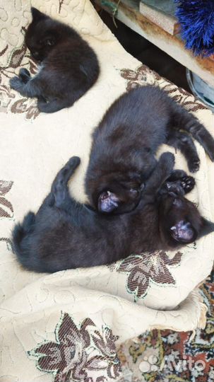 Отдам котят