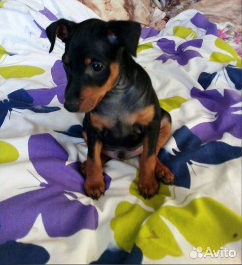 Продаются щенки породы Цвергпинчер (Минидоберман)