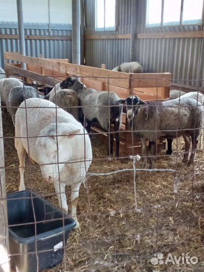 Продаются баранчики