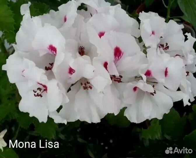 Пеларгония королевская