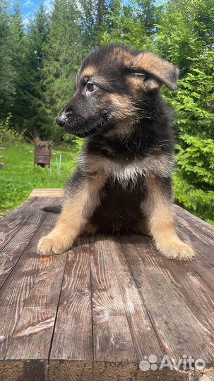 Щенки немецкой овчарки (очень красивые детки)
