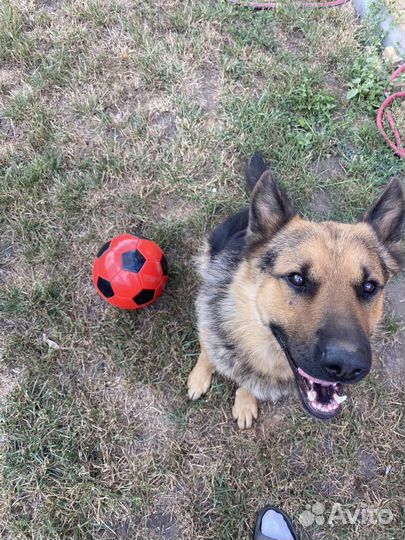 Вязка немецкая овчарка