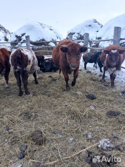 Быки живым весом продать