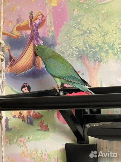 Ожереловый попугай