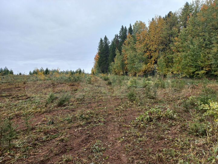 Участок 26 сот. (СНТ, ДНП)