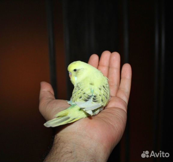 Волнистый попугай, ввп чех