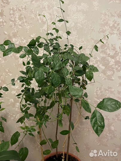 Комнатный жасмин