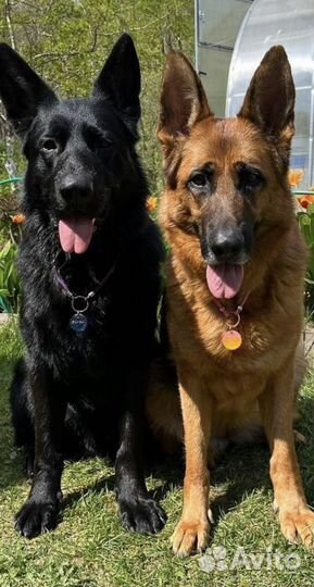 Адресники для собак