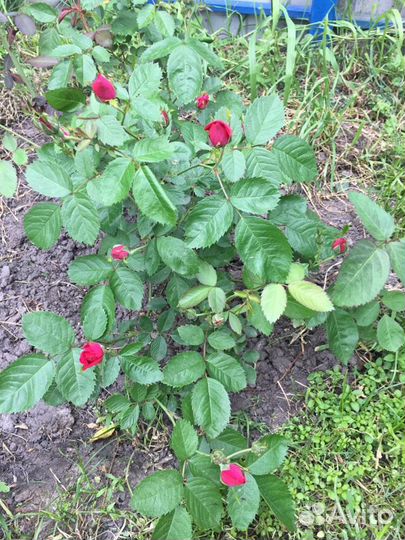 Хвойные и декоративные растения