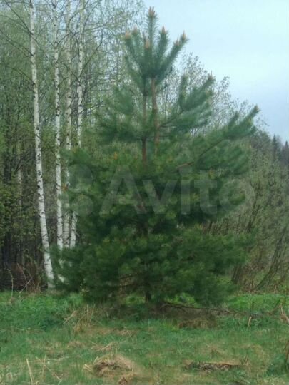 Дом 70 м² на участке 20 сот.