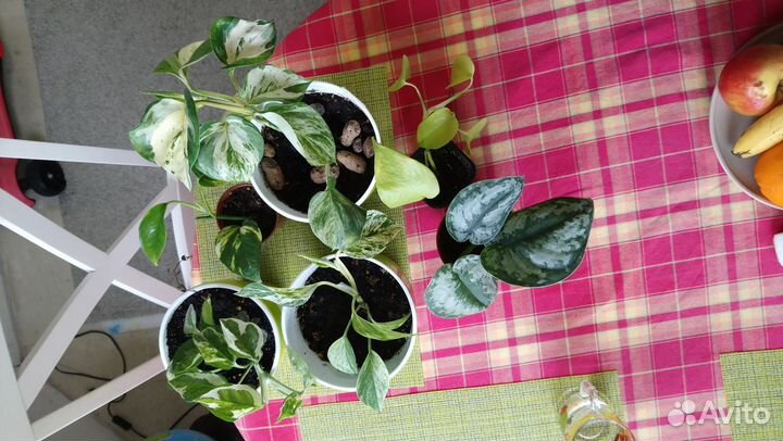 Сциндапсусы / Эпипремнумы