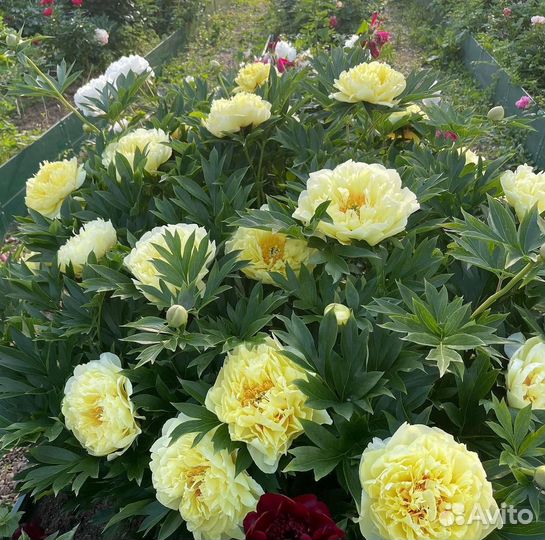 Жёлтый пион корни и саженцы