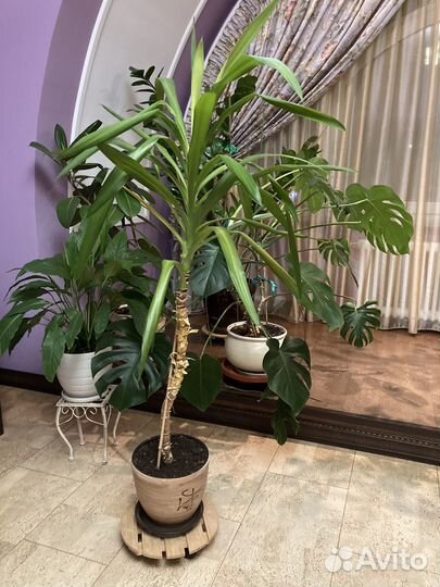 Подарок Пальма юкка