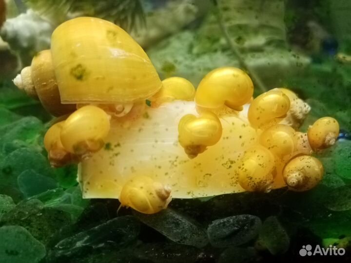 Улитки ампулярии