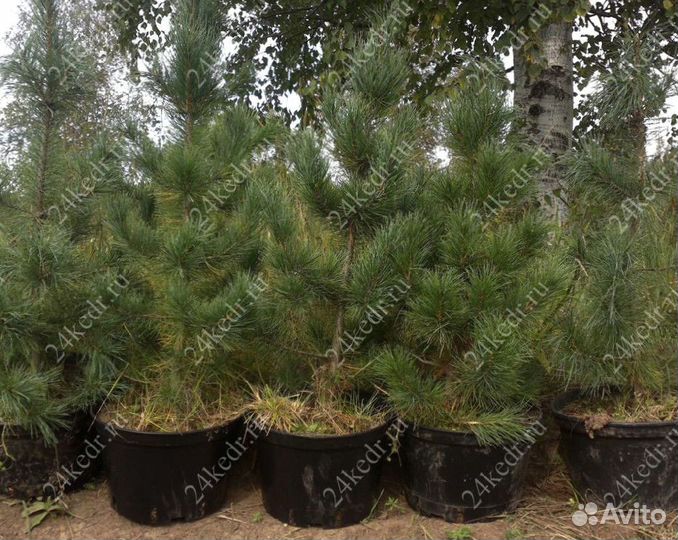 Саженцы кедра экстра класс