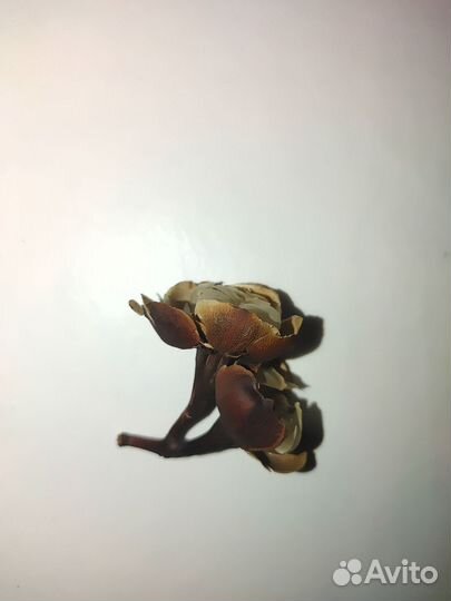 Сухоцветы для декора