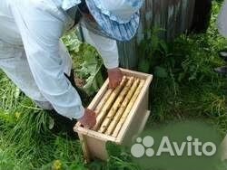 Пакеты пчел