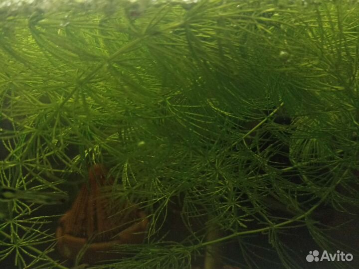 Водоросли для аквариума