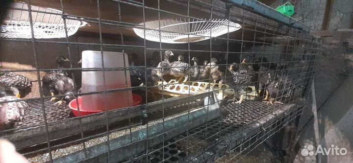 Куры плимутрок