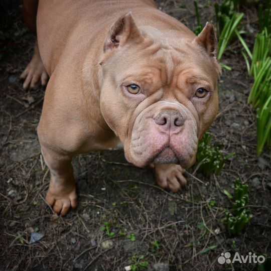 Американский булли