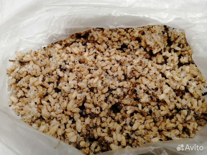 Сверчок, саранча, таракан, зофобас и др