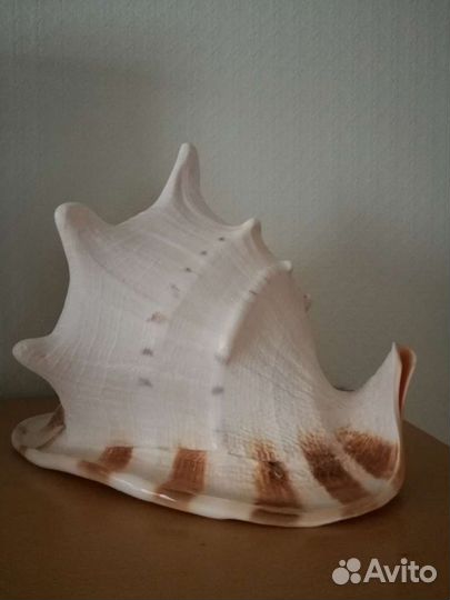 Ракушка морская большая и средние