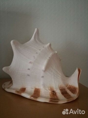 Ракушка морская большая и средние