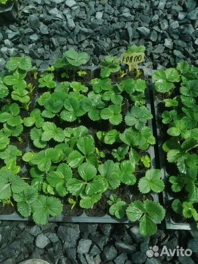 Рассада клубники