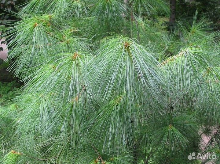 Сосна веймутова