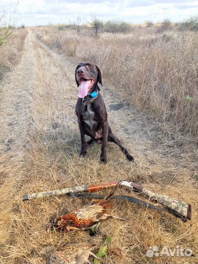 Курцхаар вязка