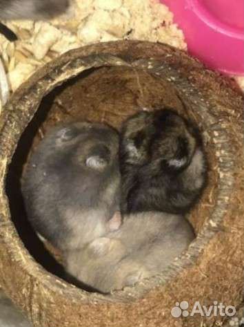 Джунгарский хомяк