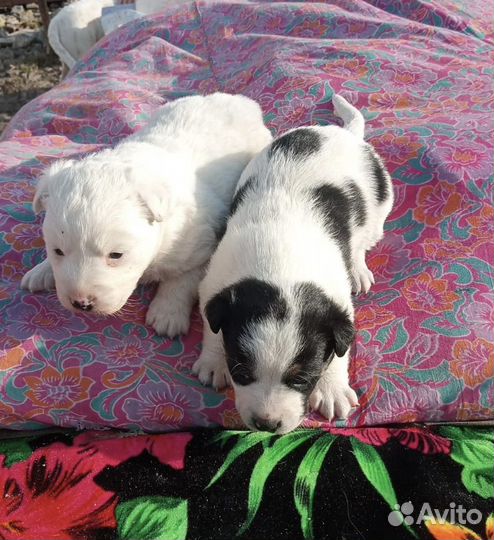 Щенки