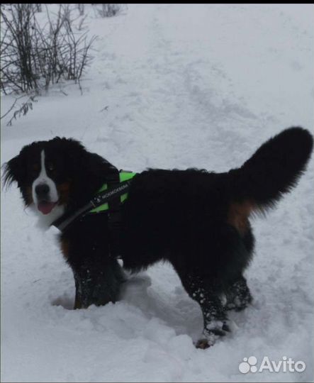 Вязка кобель Бернского зенненхунда