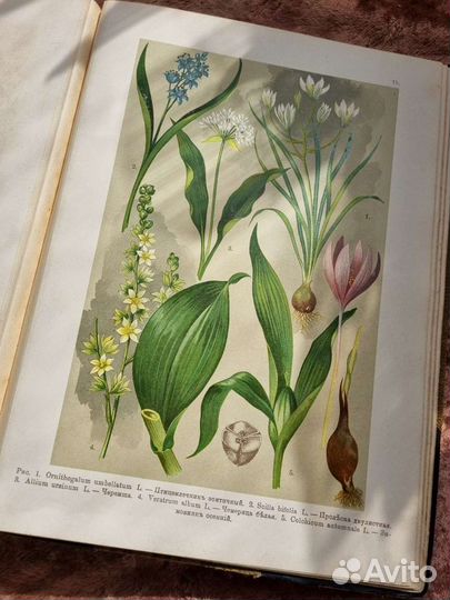 Литографии Ботанический Атлас Монтеверде