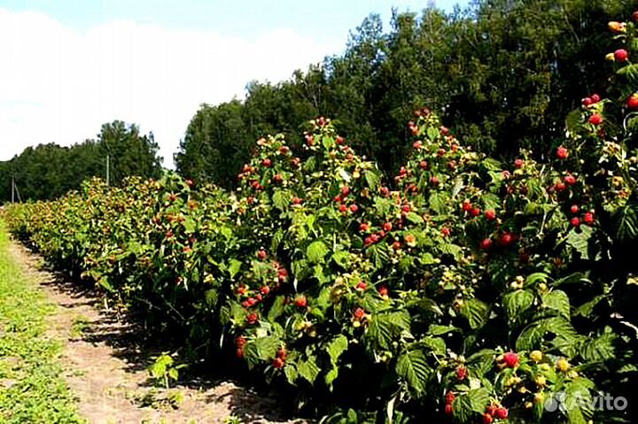 Малина ремонтантная Брусвяна