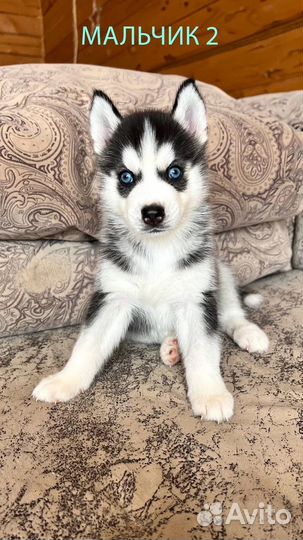 Голубоглазые хаски