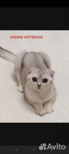 Котенок-девочка