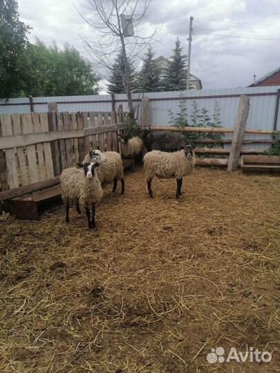Овцы бараны