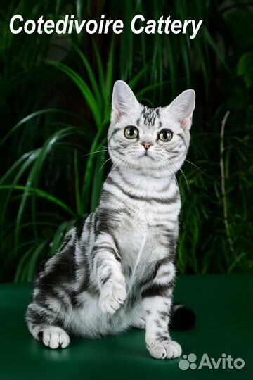 Американская короткошерстная кошка