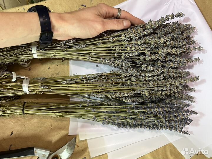 Лавандин крымский (3 сорта)