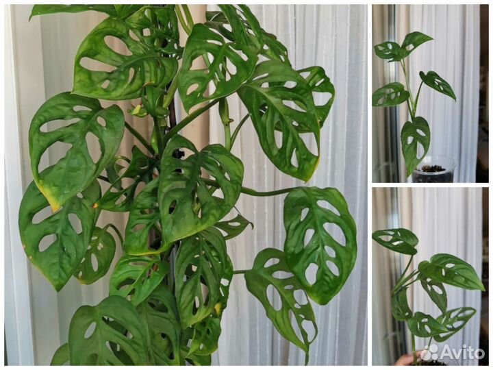 Комнатные растения