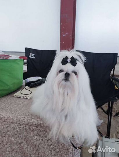 Мальтезе вязка