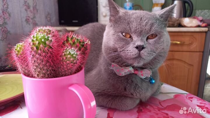 Вязка с британским котом