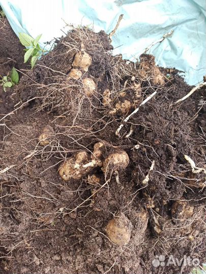 Топинамбур клубни