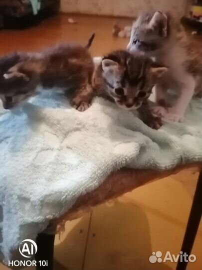 Котята в добрые руки