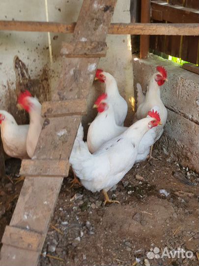 Домашние куриные яйца