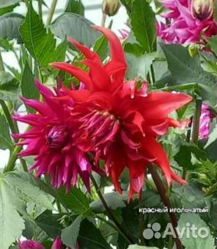 Георгины клубни