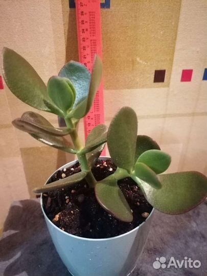 Толстянка Крассула Овата суккулент денежное дерево